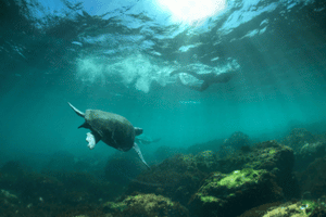 Underwater image with a sea turtle in the foreground and a snorkeler swimming in the background. Source: Destination Gold Coast